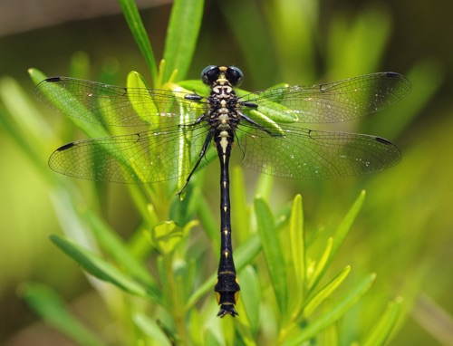 Male
2011_05_28_Rabun